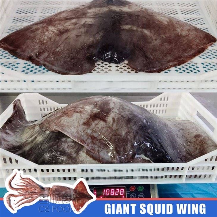 Frozen Giant Squid Wing best