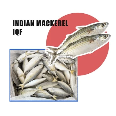 Cavala Indiana IQF